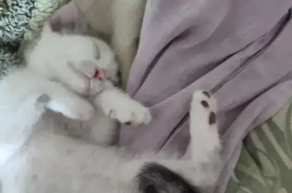 Найдена кошка, Томск, фото: Кошка найдена: Парковая ул., Томск