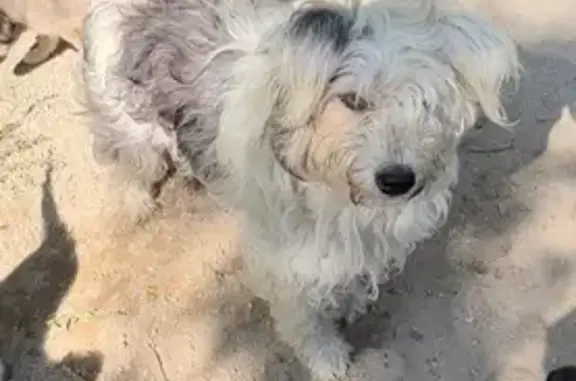 Собака найдена: ул. Розы Люксембург, 363/1