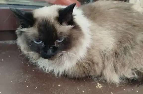 Найдена кошка, Москва, фото: Кошка найдена на ул. Краснобогатырская, 75/1