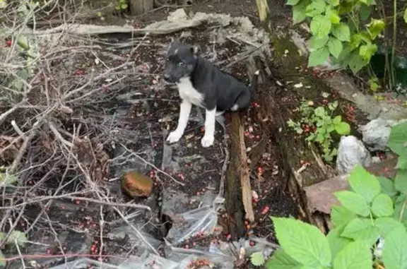 Пропала собака, Центральная ул., Гавриловское