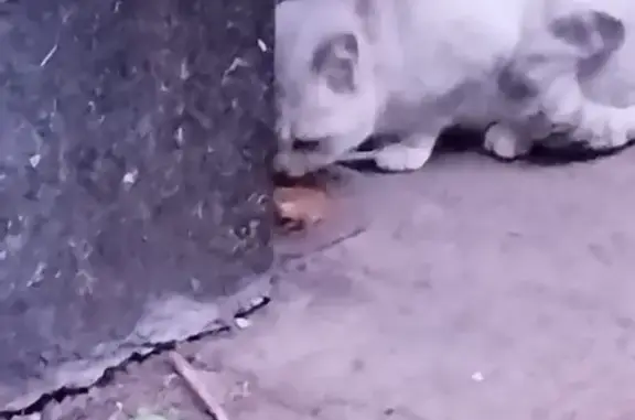 Кошка найдена: Каширское ш., 124 к1