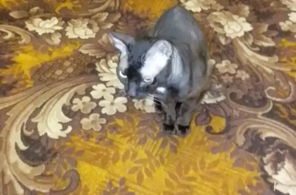 Кошки потеряшки, Самара, фото: Потеряшка кошка, Парусная ул., 24, Самара