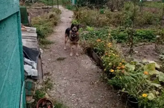 Найдена собака, Запорожская ул., 37