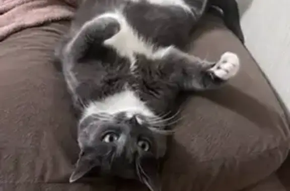 Кошки потеряшки, Жаворонки, фото: Потеряшка кошка, Солнечная ул., Жаворонки