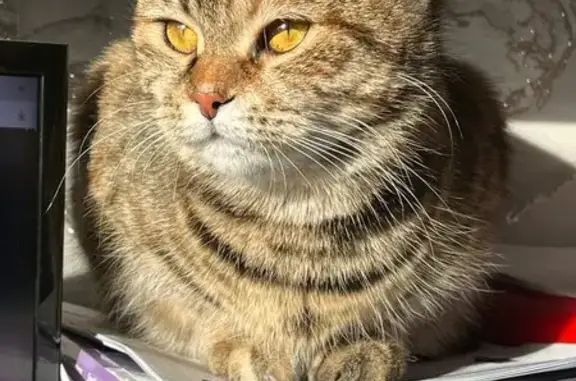 Пропала кошка, ул. Шевцовой, Ленинск-Кузнецкий