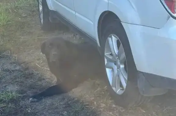Найдена собака, Первомайское сельское поселение, фото: Собака на А-181, Первомайское поселение