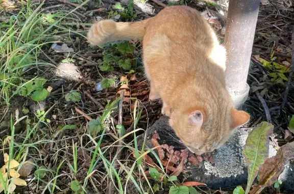 Найденные животные Петрозаводск, фото: Найдена кошка, ул. Луначарского, Петрозаводск