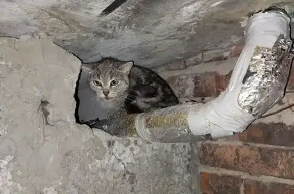 Кошка найдена: пр. Мира, Хевешская