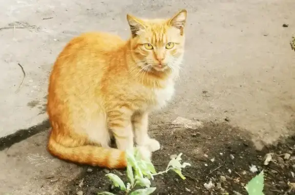 Пропал котик на шоссе Энтузиастов, 11А к1