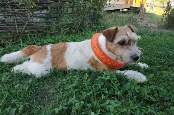 Собаки потеряшки, , фото: Потеряшка собака, 44, Московская область