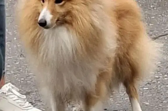 Собаки потеряшки, Вологодская область, фото: Потеряшка собака Рыжий, Семёнково, ВО