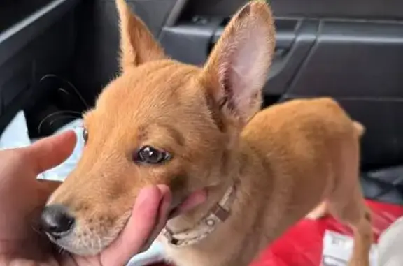 Найдена собака, Иваново, фото: Собака найдена: Бакинский проезд, 55