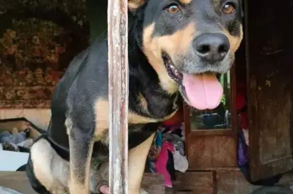 Найдена собака, Подольск, фото: Собака найдена: ул. Льва Толстого, Подольск