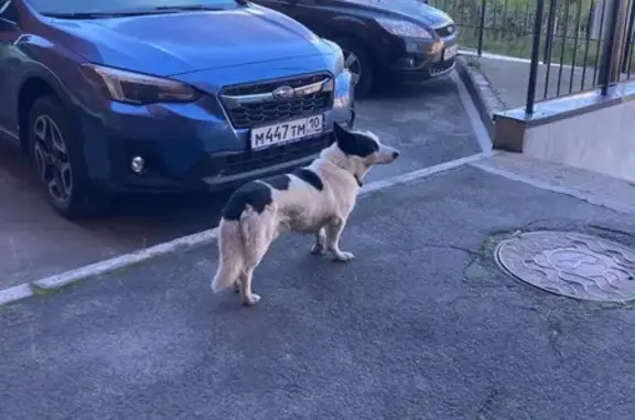 Собака найдена: Первомайский пр., 9