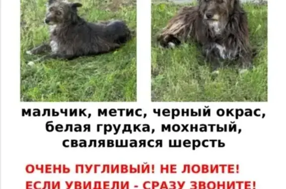 Пропала собака, Кунцевская ул. 15, Москва