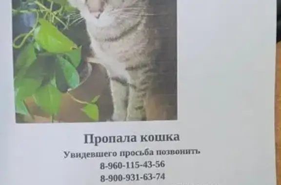 Пропала кошка, ул. Лизюкова 44, Воронеж