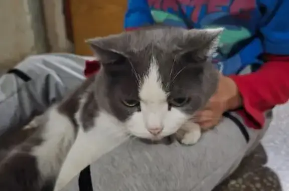 Найдена кошка, Екатеринбург, фото: Кошка найдена, ул. Амундсена, Екатеринбург