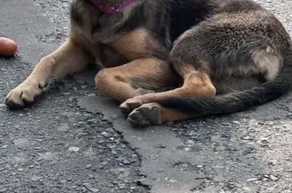 Найдена собака, , фото: Щенок у Универмага Уфа, Башкортостан