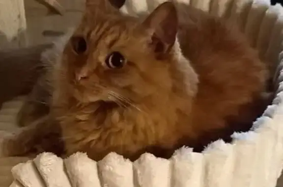 Кошки потеряшки, Ярославль, фото: Потеряшка кошка, ул. Володарского 5, Яр.