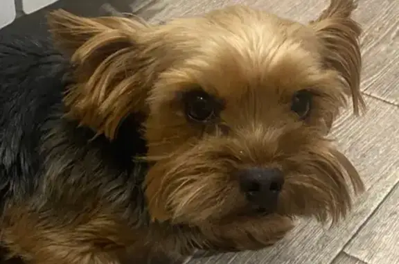 Пропала собака, ул. Кошевого 32, Рославль