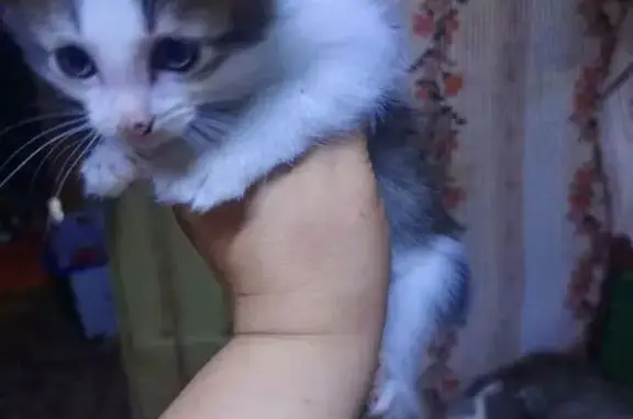 Кошка с котятами, Инструментальная, Ижевск