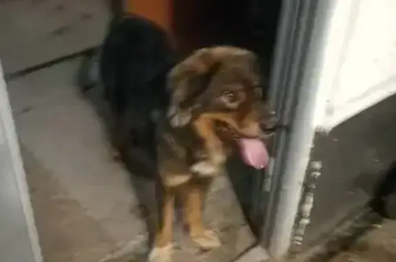 Найдена собака, Владивосток, фото: Пропала собака, 2-я Линейная, Владивосток