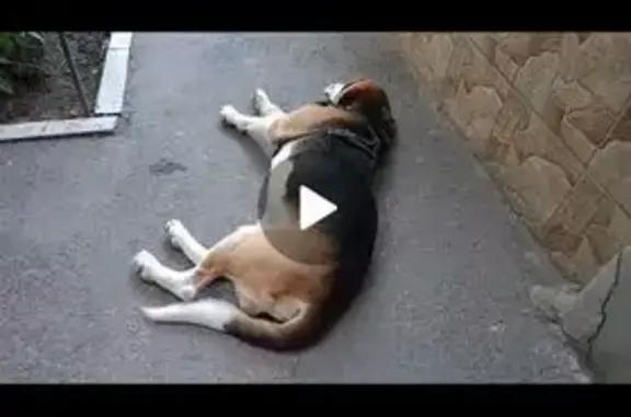 Найдена собака, Ростов-на-Дону, фото: Собака найдена: Лелюшенко 1, Ростов-на-Дону