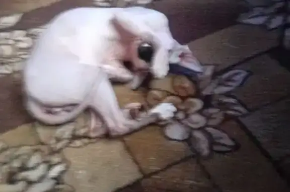 Кошки потеряшки, Краснослободск, фото: Потеряшка кошка, Кировская ул., Краснослободск