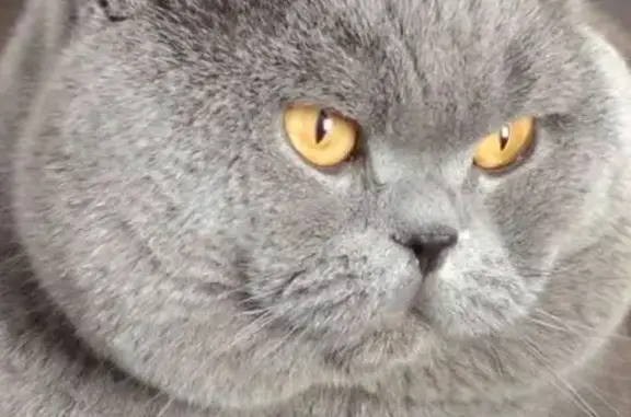 Кошки потеряшки, Новороссийск, фото: Потеряшка серая кошка, Подгорный пер. 12