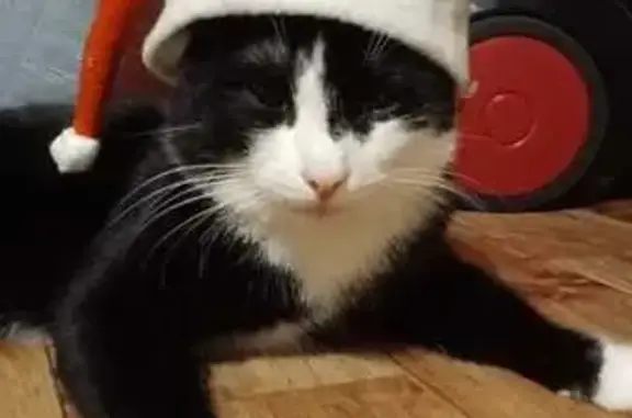 Пропала кошка, Павловский тракт 108, Барнаул