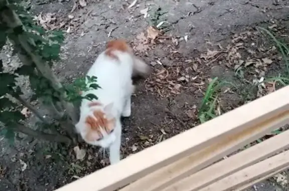 Кошка найдена на ул. Айвазовского, Краснодар