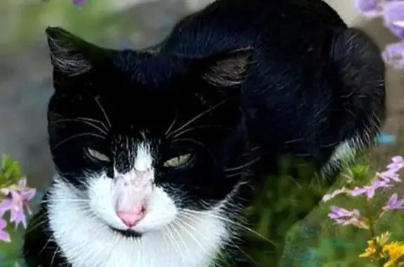 Кошка ищет дом, Чита, Забайкалье