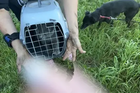 Кошка найдена: ул. Печатника Григорьева