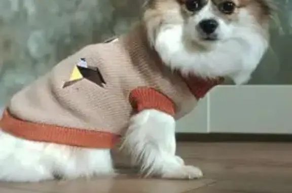 Собака найдена: ул. Героев Панфиловцев, Москва