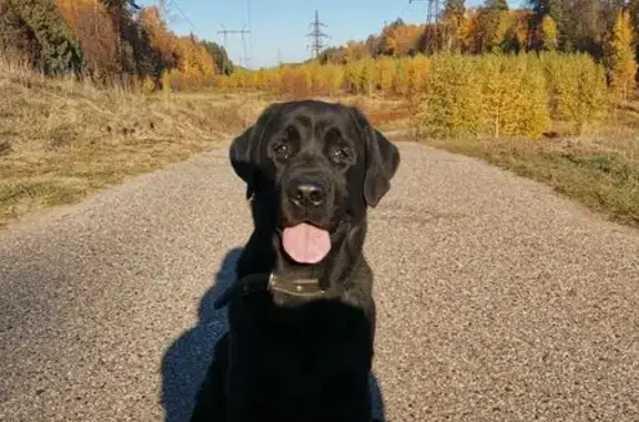 Собаки потеряшки, Зеленодольск, фото: Потеряшка собака, ул. Декабристов 10, Зеленодольск