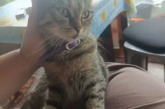 Кошки потеряшки, Бийск, фото: Потеряшка кошка Бекки, Бийск, Малоугреневская