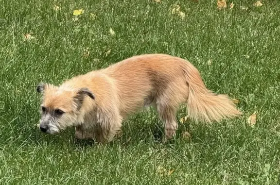 Собаки потеряшки, Москва, фото: Потеряшка собака, ул. Новаторов, Москва