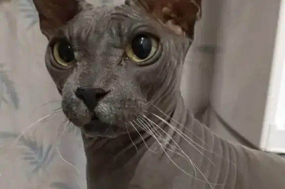 Потерянные животные Черкесск, фото: Пропала кошка на Крайней 14, Черкесск