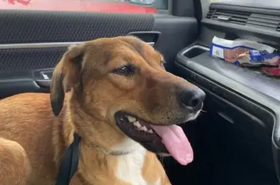 Найдена собака, Тюмень, фото: Найдена собака, Ямская ул. 16, Тюмень