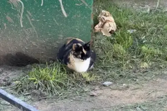 Кошка найдена у мусорки, Ново-Александровская 17