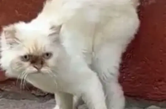 Найдена кошка, Лесная улица, Москва