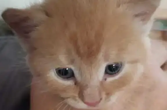 Найдена кошка, , фото: Кошка найдена, ул. Победы 39, Русско-Юрмаш