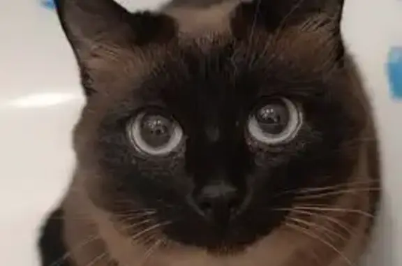 Кошки потеряшки, Иваново, фото: Потеряшка кошка, ул. Шубиных, 17, Иваново