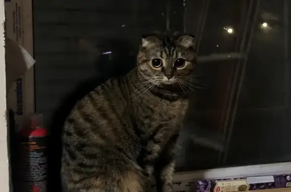 Кошки потеряшки, Саратов, фото: Потеряшка кошка, 1-й Тюльпановый пр., 1