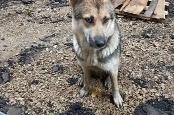 Найдена собака, Йошкар-Ола, фото: Найдена собака, ул. Баумана 16, Йошкар-Ола