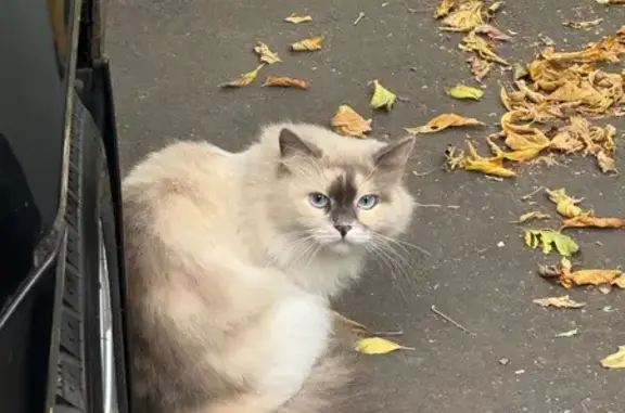Кошка найдена на Лодочной улице, Москва