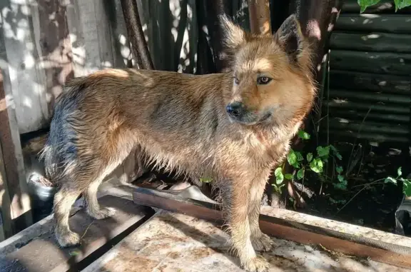 Найдена собака, Бийск, фото: Найдена рыжая собака, Бийск, Садовый пер.