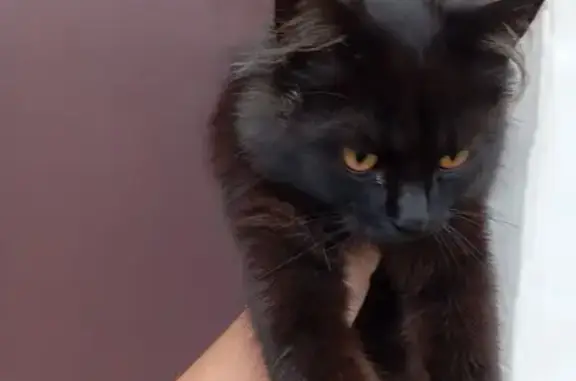 Найдена кошка, Владимирская область, фото: Кот найден у школы №16, Гусь-Хрустальный