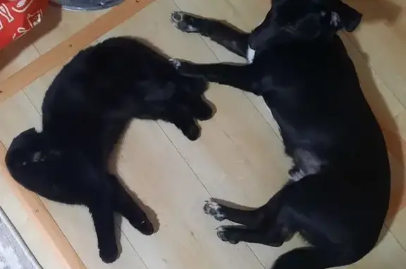 Собаки потеряшки, Псковская область, фото: Потеряшка собака в Пустошке, Псковская обл.