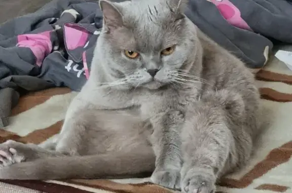 Кошки потеряшки, Москва, фото: Потеряшка кошка, ул. Гризодубовой 4к2, Москва